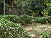 日本最古の茶園