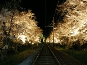 嵐電「桜のトンネル」
