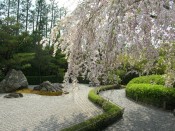 退蔵院「陽の庭」の桜
