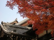 金戒光明寺の紅葉