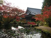 紅葉・金戒光明寺