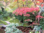 瑠璃光院「臥龍の庭」の紅葉