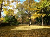 秋の京都府立植物園のイチョウ