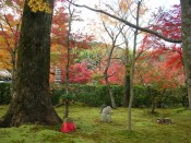 秋の化野念仏寺のモミジと苔の絨毯が美しい
