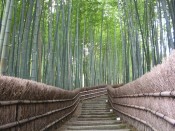 化野念仏寺の竹林