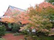 仁和寺の本坊と紅葉