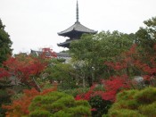 仁和寺の五重塔と紅葉