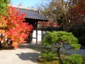 天授庵「本堂前庭」の紅葉