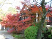 天授庵の紅葉