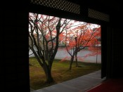 妙覚寺の紅葉