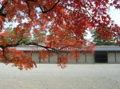京都御所と紅葉