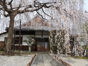 桜・本満寺