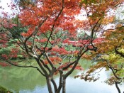 平安神宮神苑の紅葉