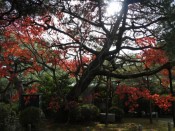 平安神宮神苑の紅葉