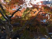 祇園白川の紅葉