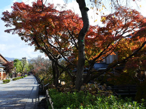 祇園白川紅葉と柳と石畳