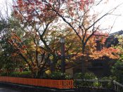 祇園白川の紅葉