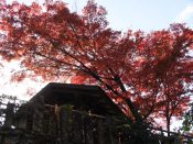 粟田神社の紅葉