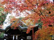 粟田神社本殿と紅葉