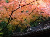 粟田神社の紅葉