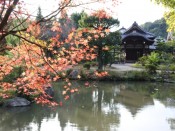 法金剛院の紅葉