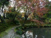 法金剛院の紅葉