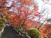 清水寺の紅葉