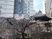 六角堂としだれ桜