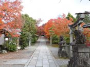 養源院参道の紅葉