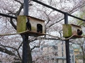 桜・京都市動物園