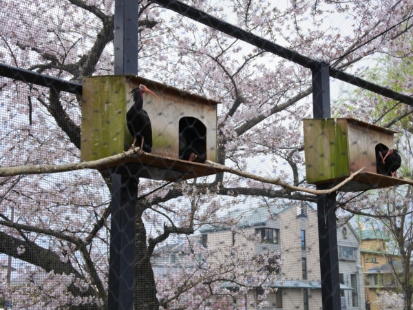 京都市動物園「ホオアカトキ」と桜