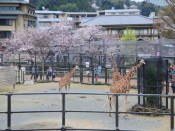 京都市動物園「キリン」と桜