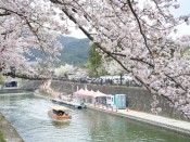 岡崎疎水と十石舟と桜