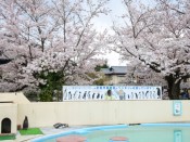 京都市動物園「ペンギン」と桜