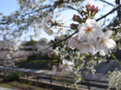 小畑川の桜