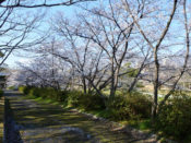 小畑川の桜