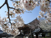 桜・壬生寺
