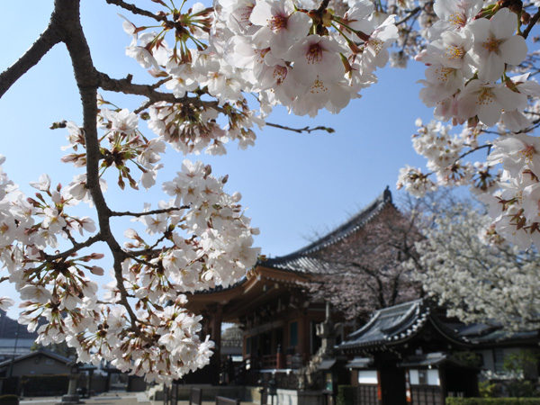 壬生寺の桜