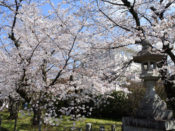 神光院の桜