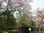 石清水八幡宮のエジソン記念碑と桜