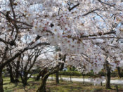 神光院の桜