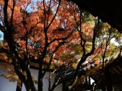 萬福寺の回廊と紅葉