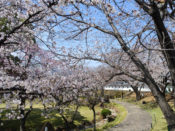 勝竜寺城公園の桜