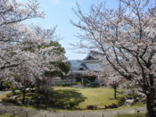 桜・勝竜寺城公園