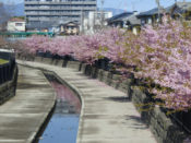淀の河津桜と京阪電車