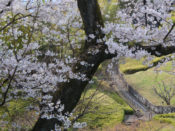 京都市洛西竹林公園の桜