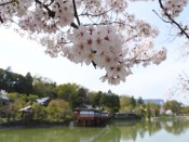 桜・長岡天満宮