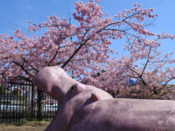 淀の河津桜とピンク色のカバ