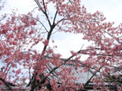 長徳寺オカメ桜