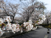 さくら近隣公園の桜